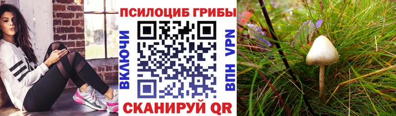 Псилоцибиновые грибы GOLDEN TEACHER хочу Бронницы